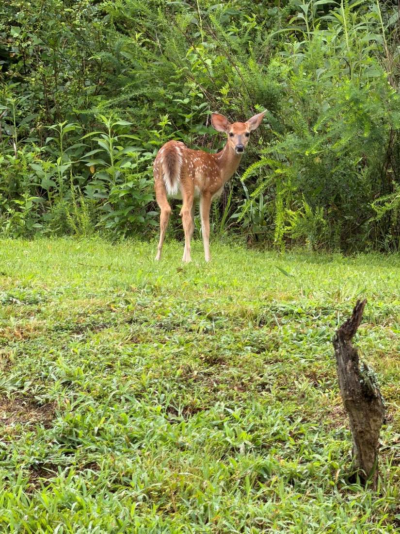 A deer fawn on the property