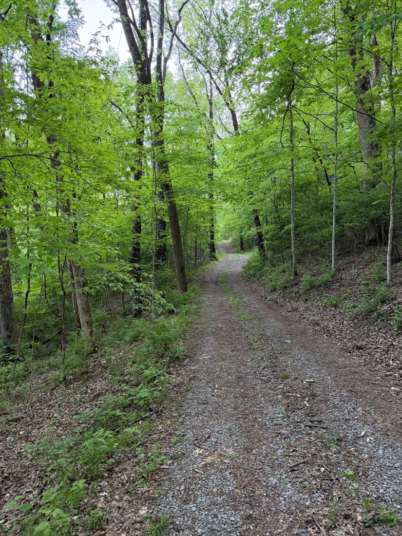 The wooded walking trail near the entrance to Lumsley Lookout