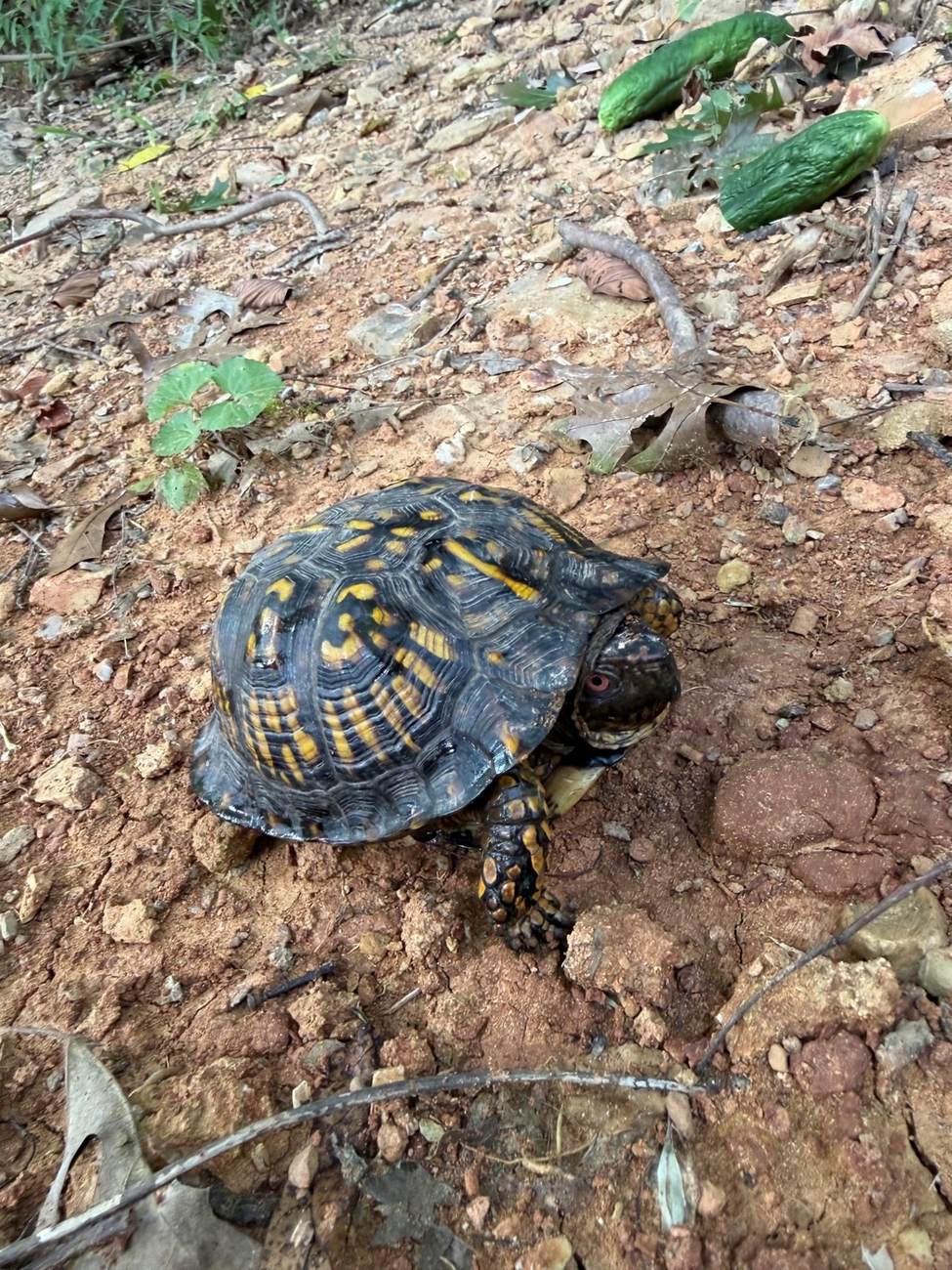 A box turtle on the property